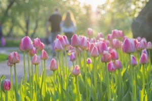 Walking Couple - Pink Tulip